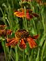 Helenium Kupfersprudel2